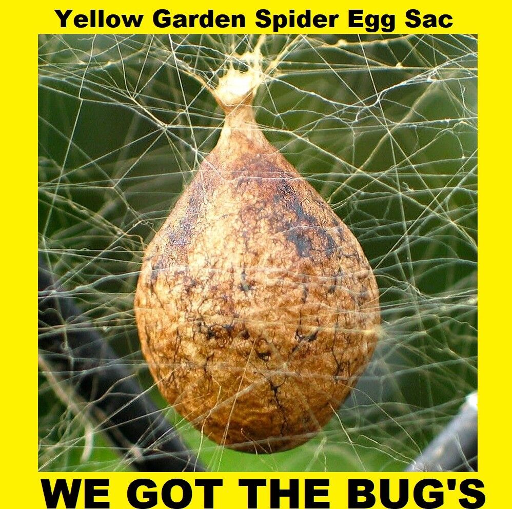 2 Real Black and Yellow Garden Spider (  Specimen  Egg Sac ) (Egg Sac Only) ***