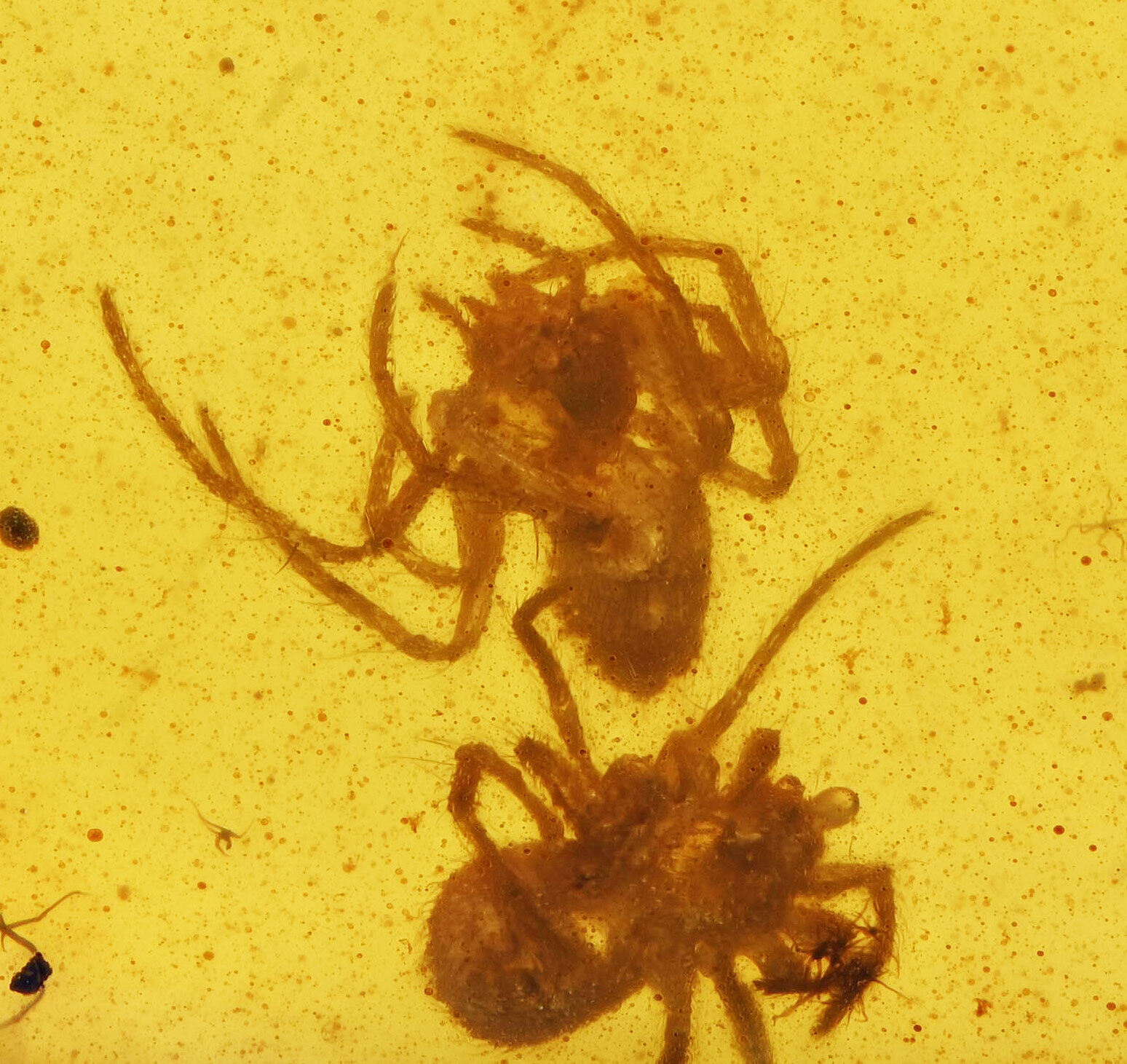 RARE Swarm of Spiderlings, Fossil Inclusion in Burmese Amber