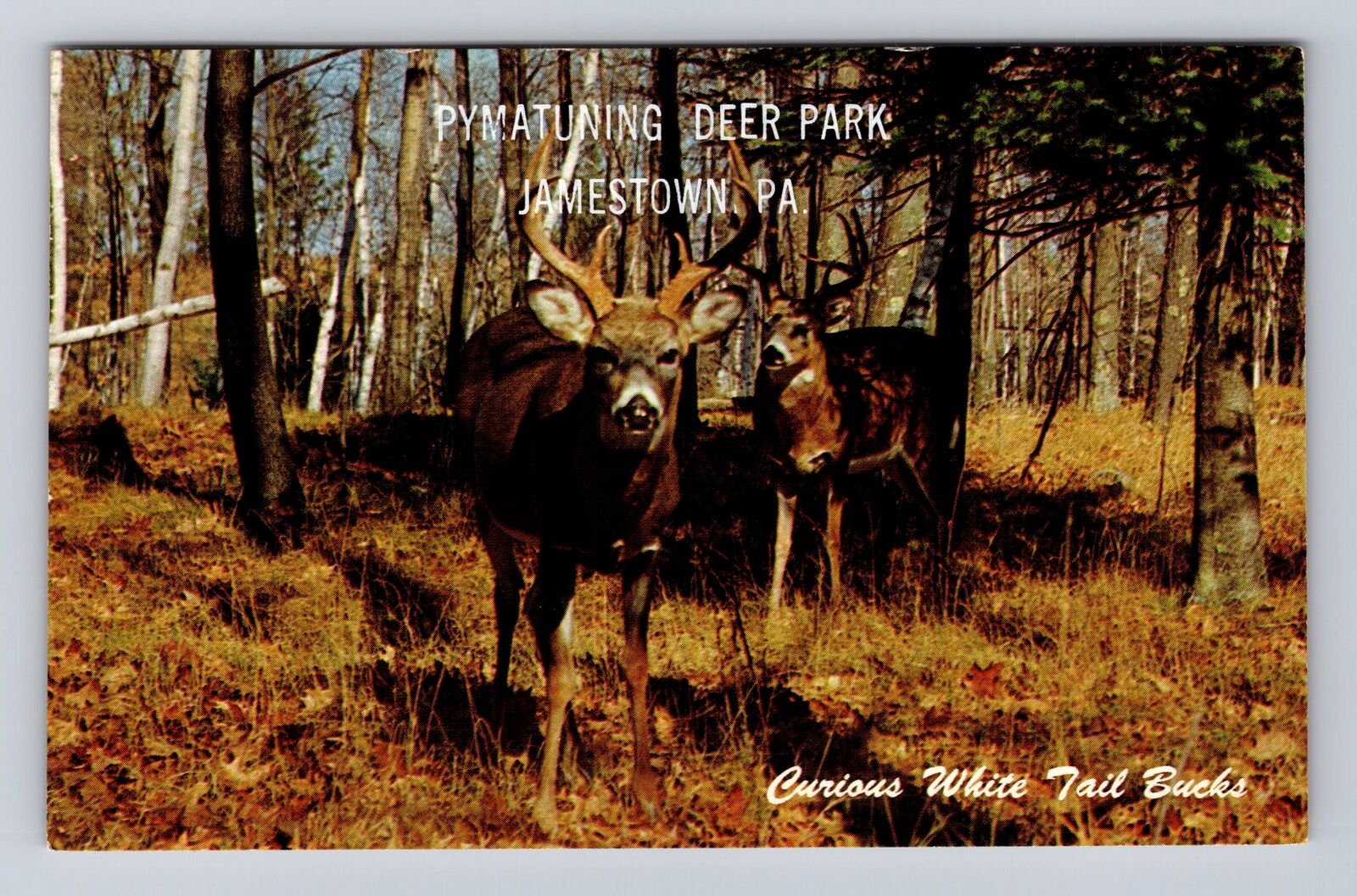 Jamestown PA-Pennsylvania, Pymatuning Deer Park, Antique, Vintage Postcard