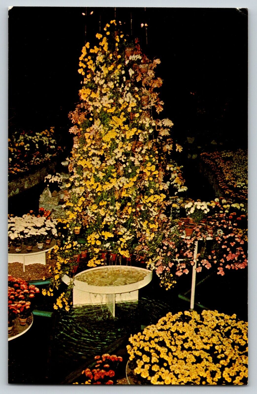 Postcard MO Chrysanthemum Display Jewel Box Forest Park, St. Louis, Missouri 