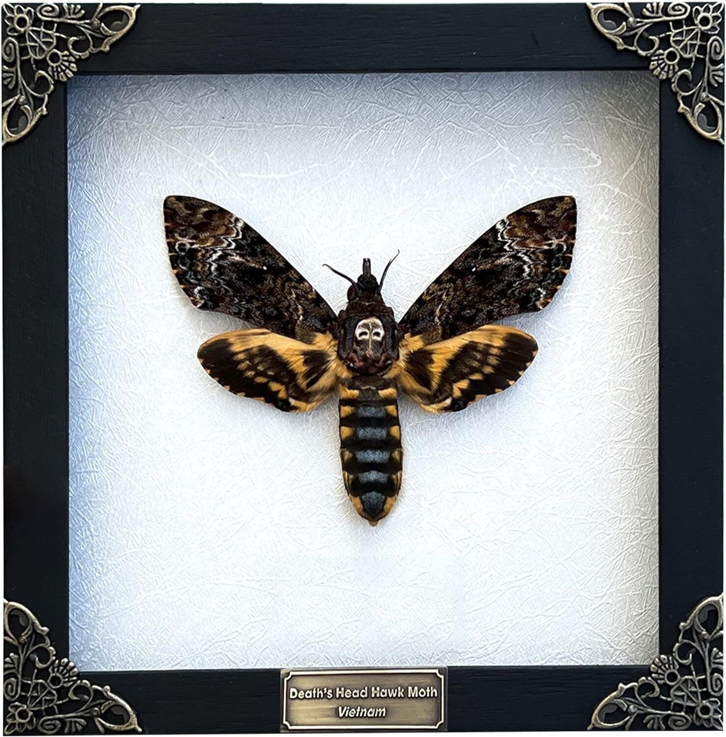 Real Death Head Moth White Frame Skull Butterfly Taxidermy Handmade Shadow Box