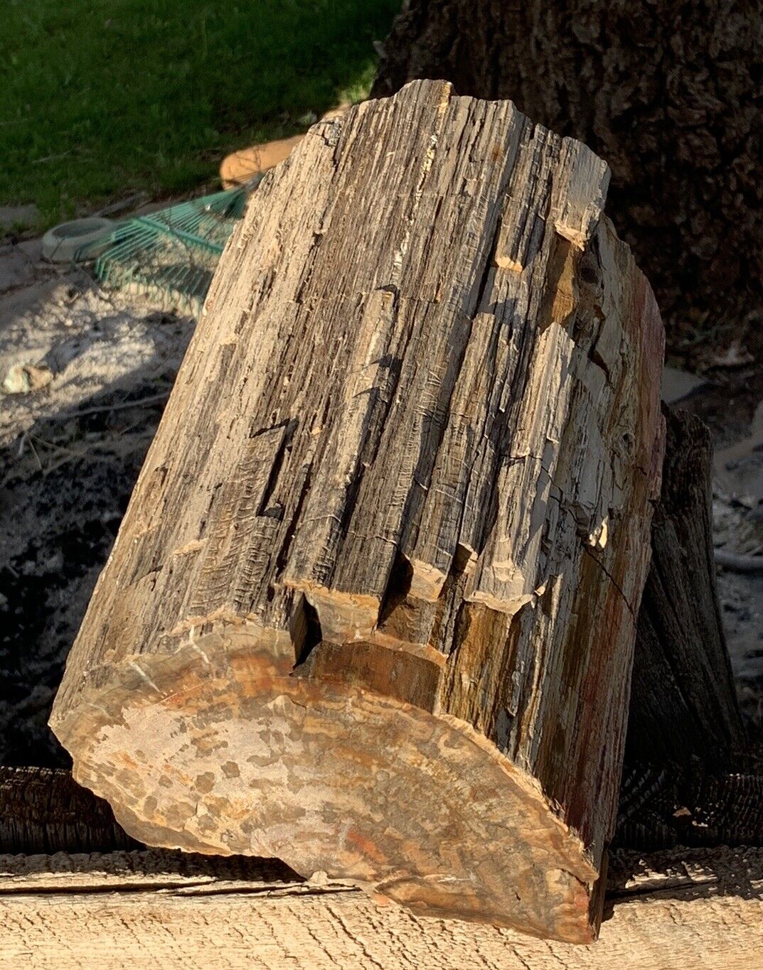 🍀RR⛏️: Detailed Woodworthia Log, Arizona Petrified Wood, 36+lb
