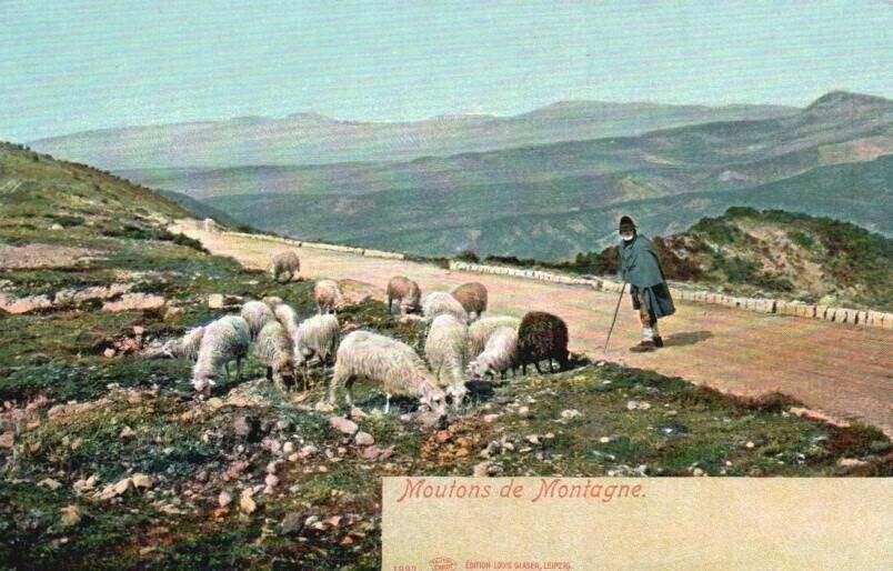 Vtg Postcard Sheep and Shepard in Mountains Probably France Unposted DB