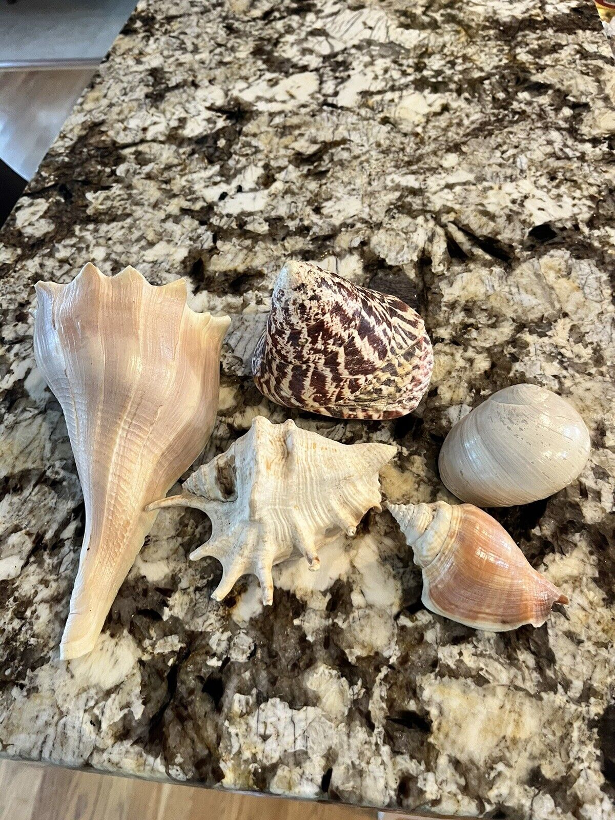 Vintage Seashell Conch Cone Spotted Turban Snail Knobbed Whelk Spider Conch Lot