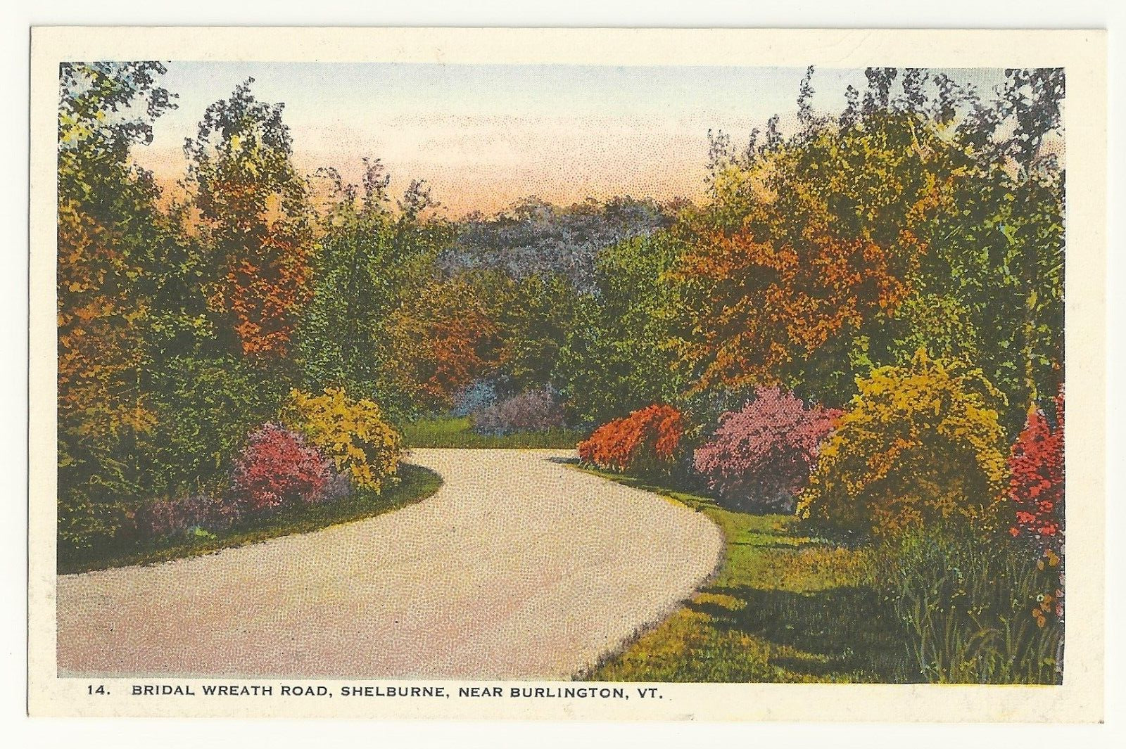 Burlington, VT 1910s Bridal Wreath Road, Shelburne, VTG Postcard VTG