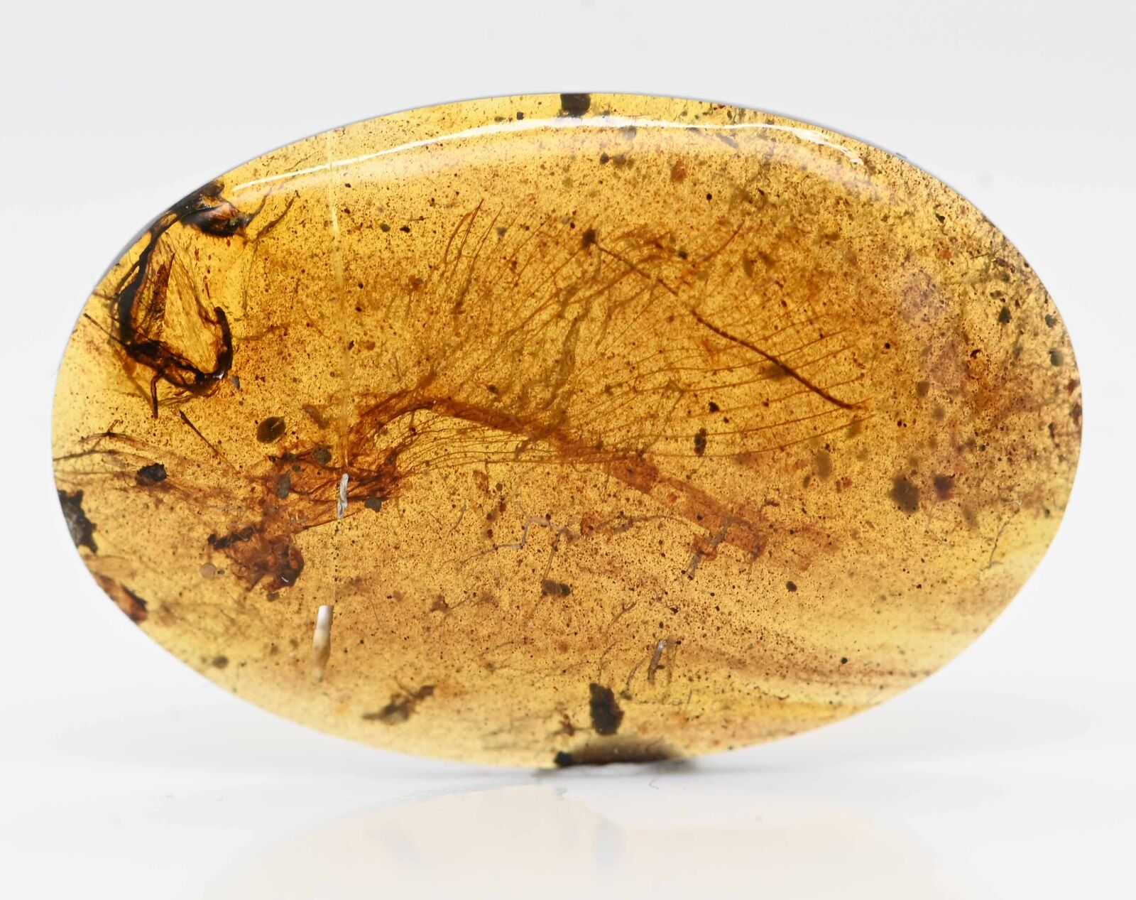 RARE Large Zygoptera (Damselfly), Fossil Inclusion in Burmese Amber