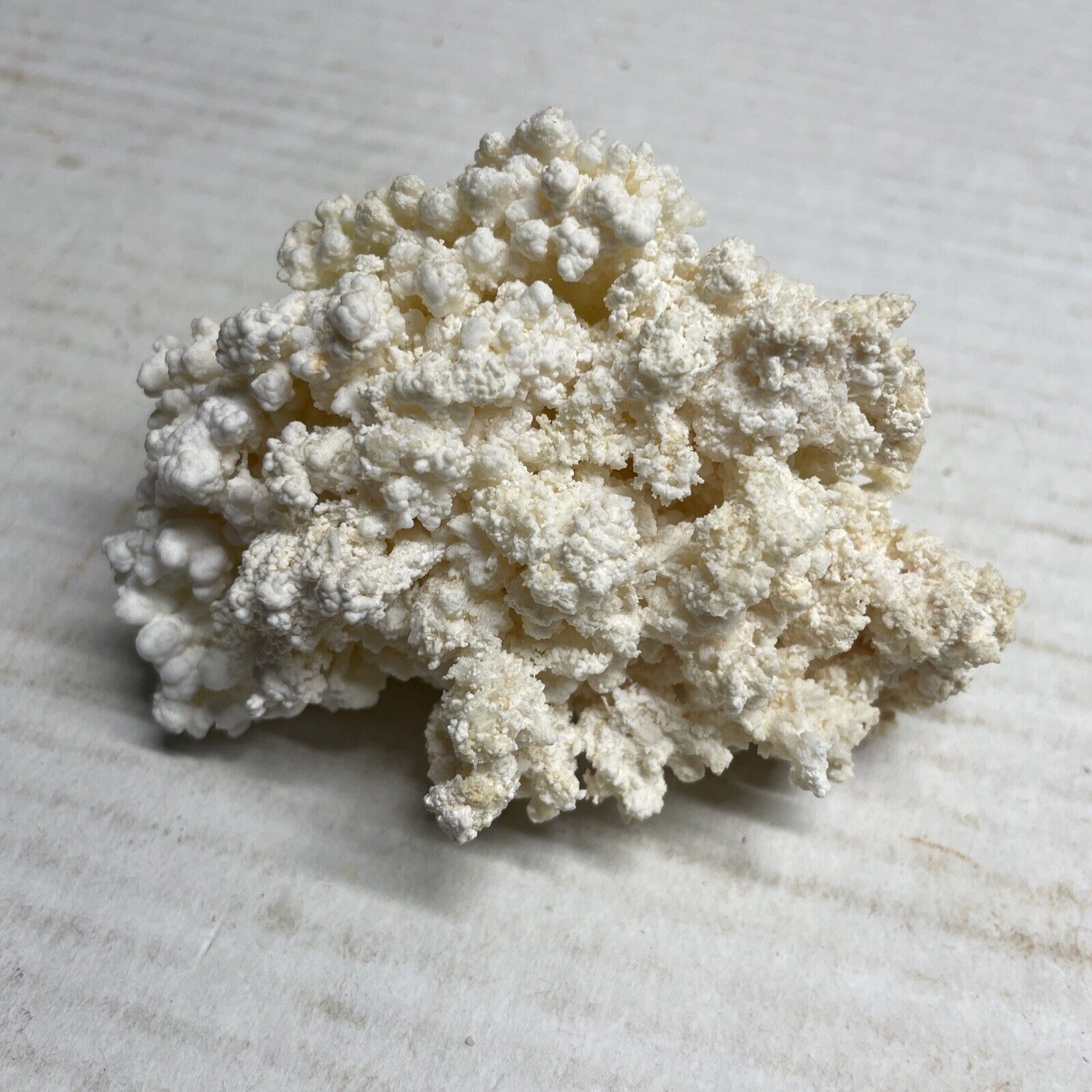 Natural White Sea Coral Cluster 4” Beautiful Brown Stem Ocean Specimen