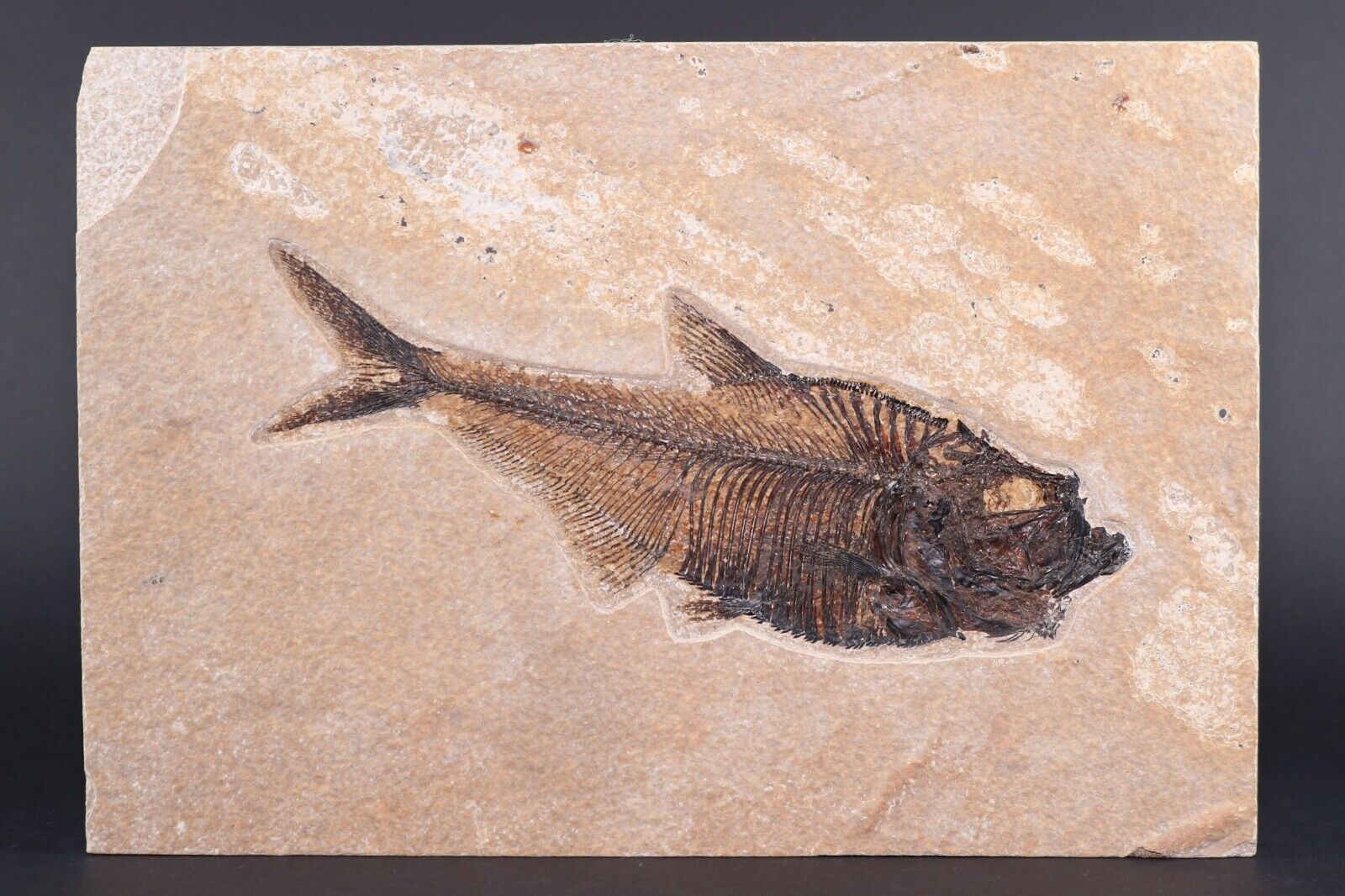 Superb Fossil Fish 6.6\