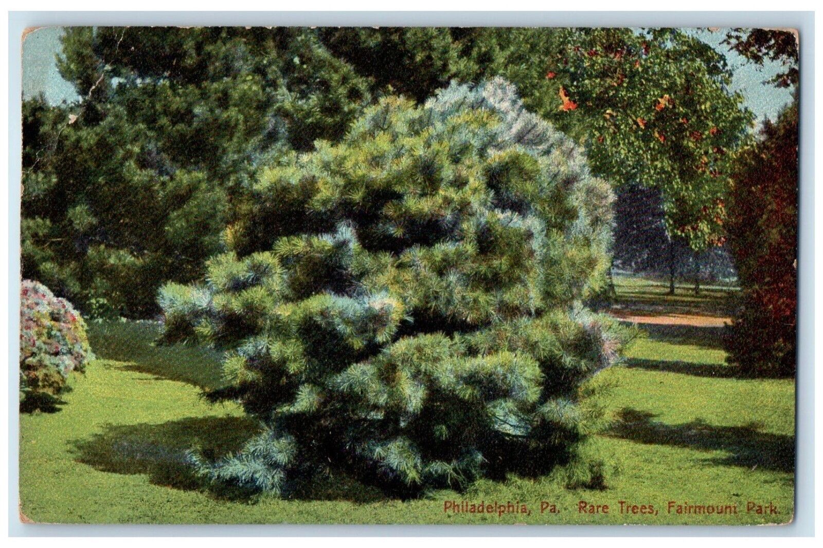 c1910\'s Philadelphia PA, Rare Trees Fairmount Park Unposted Antique Postcard