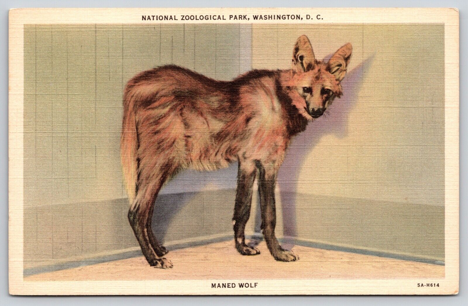 Postcard Maned Wolf National Zoological Park Washington DC District of Columbia
