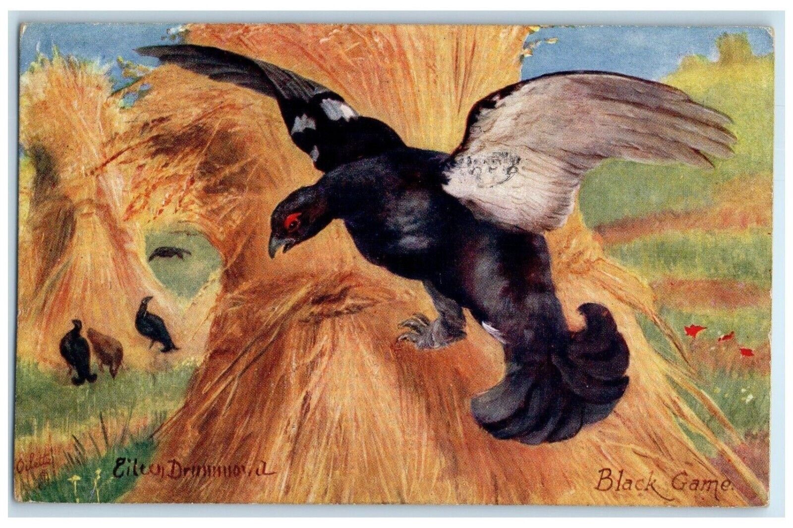 1910 Black Game Birds Oilette Tuck\'s Chicago Illinois IL Posted Antique Postcard