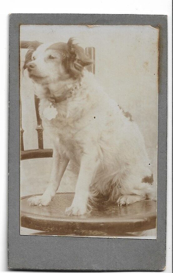 CDV Size Dog Portrait show pup seated on a chair-- dog has large Dog Tag