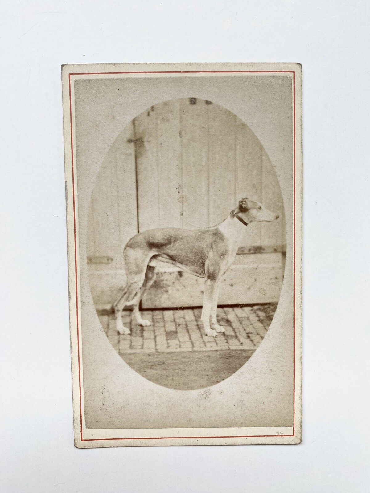 Rare Antique Victorian Carte De Visite Dog Portrait