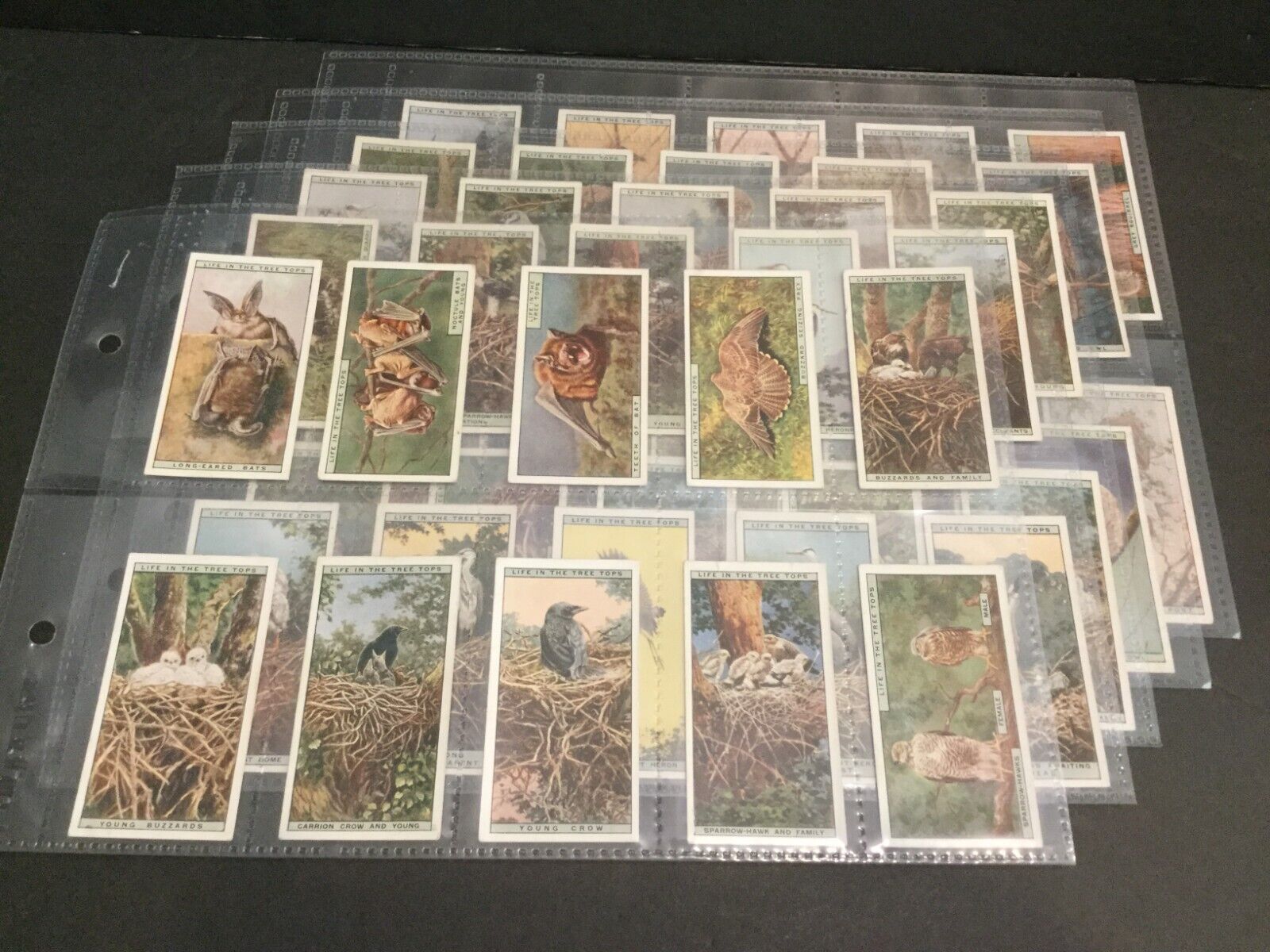 1931 BAT British American Tobacco Life in the Tree Tops Set of 50 Cards Sku49S