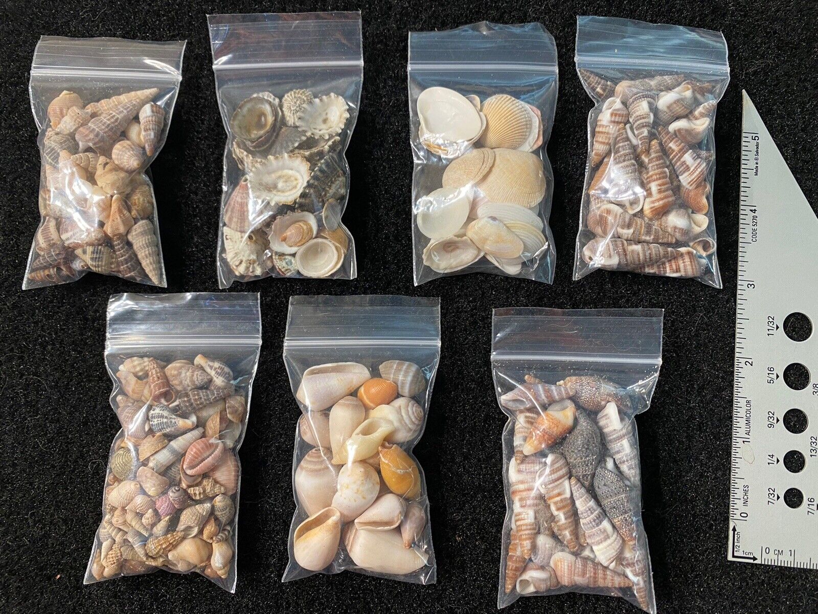 Vintage Estate Large Sea Shells Lot Various Sizes And Shells Beautiful Selection