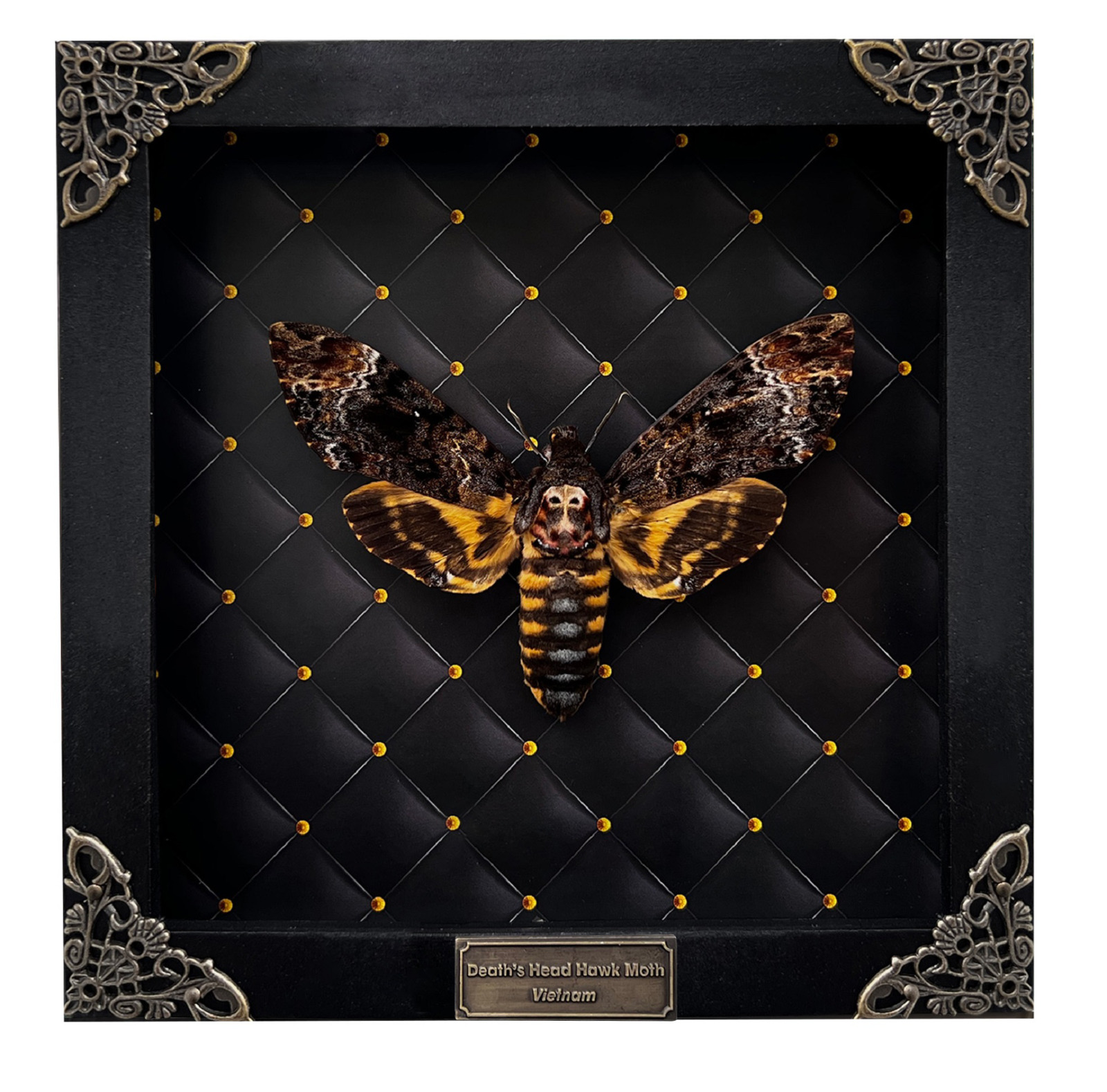 Real Framed Death Head Moth Acherontia Entomology Wooden Frame Taxidermy
