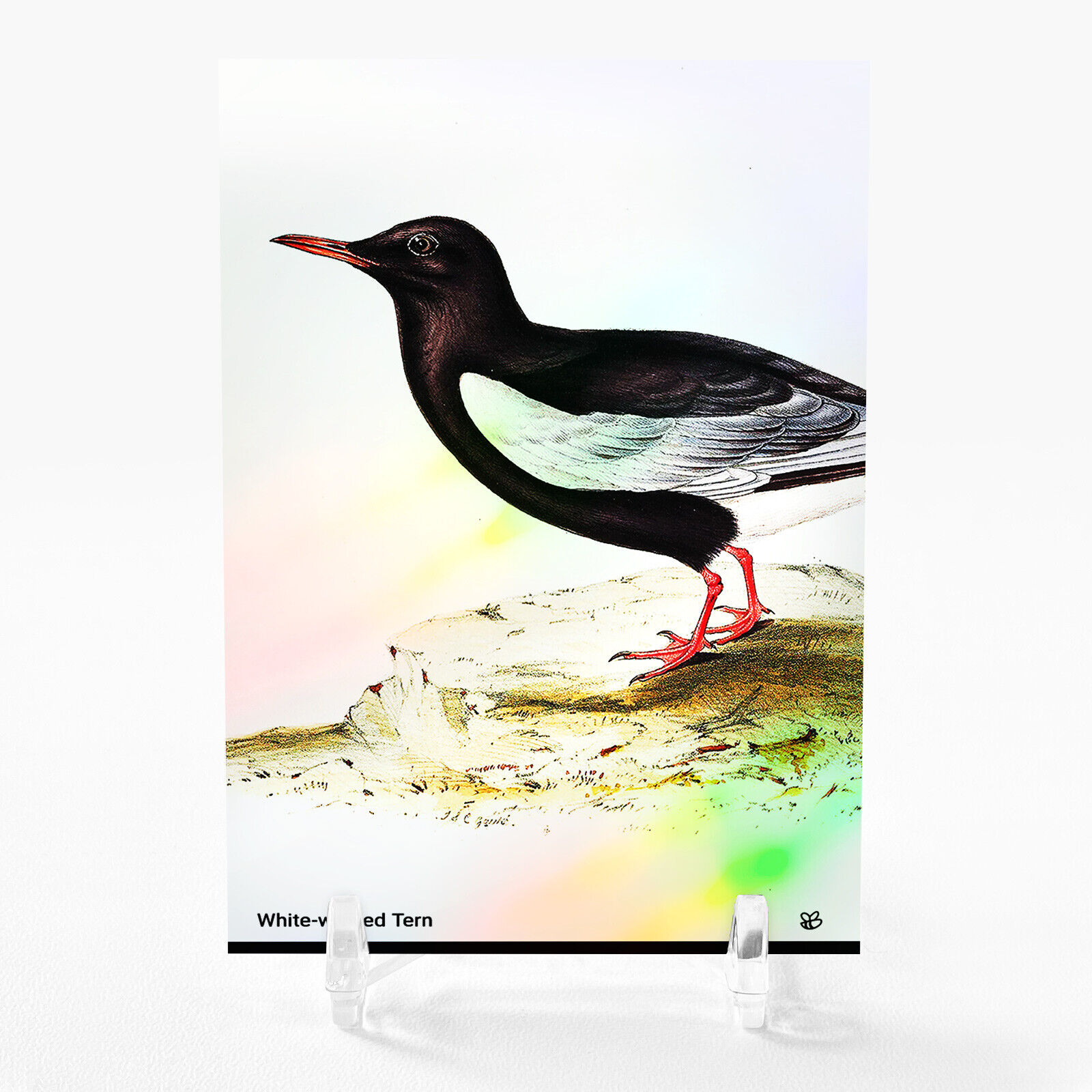 WHITE-WINGED TERN Card 2023 GleeBeeCo Holo Creatures Vintage Illustration #WHVN