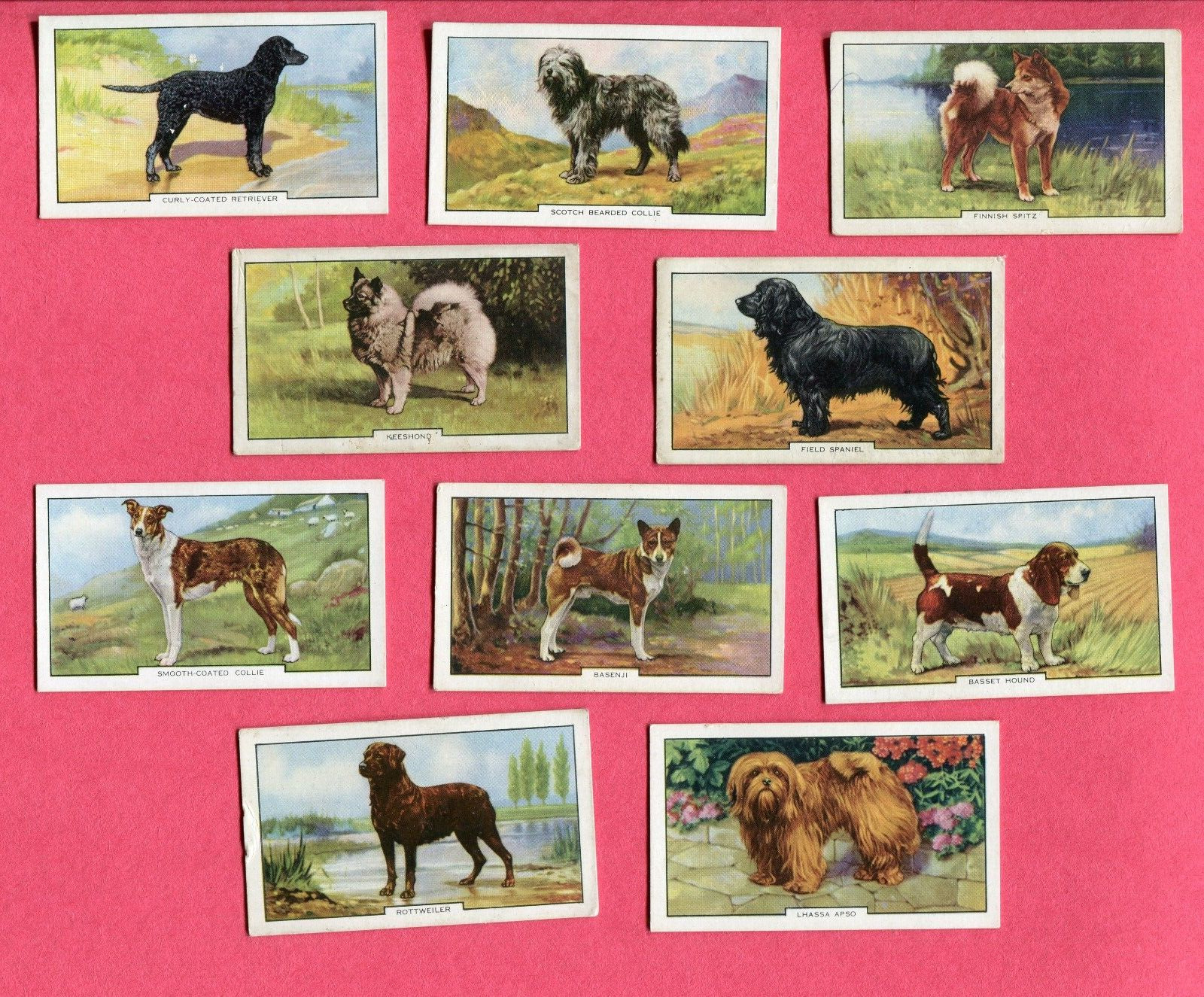1938 GALLAHER LTD CIGARETTES DOGS SERIES 2 10 TOBACCO CARD LOT