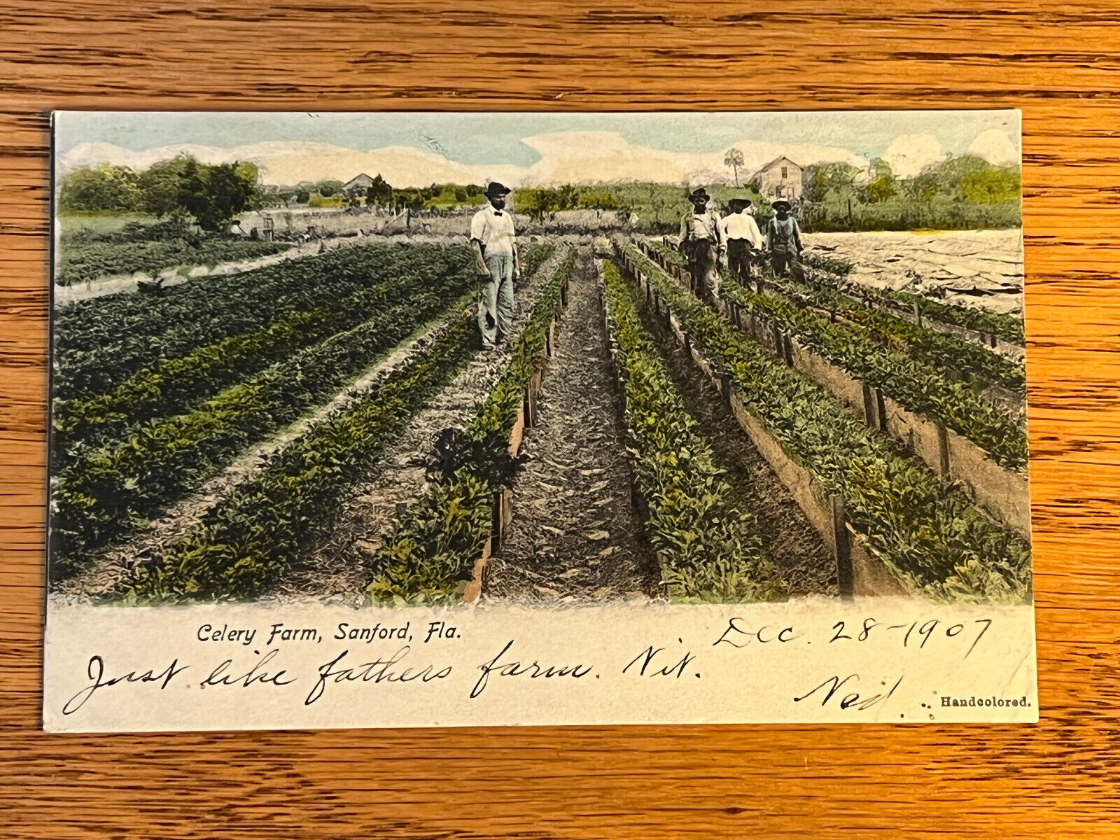 Florida FL, Sanford, Men Working On A Celery Farm, Rotograph, PM 1907