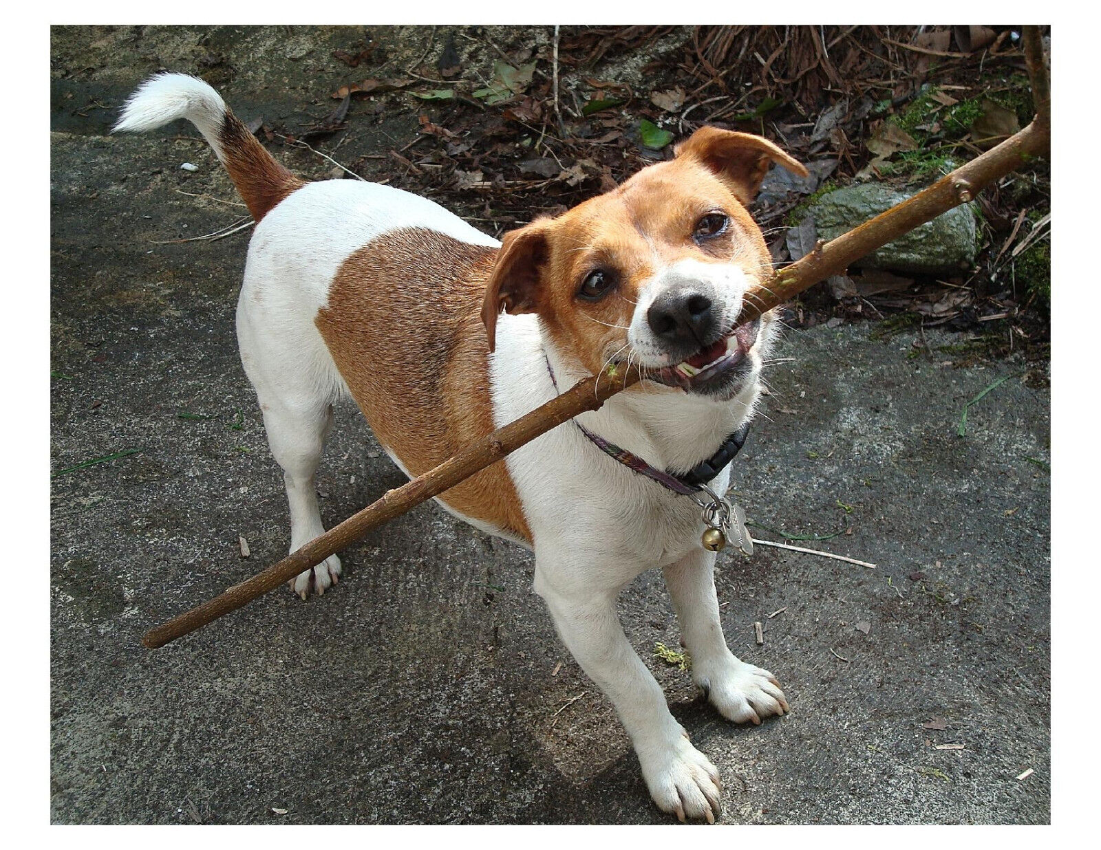 Jack Russell Terrier Dog Playing With Stick 8x10 Photo Print On 8.5\