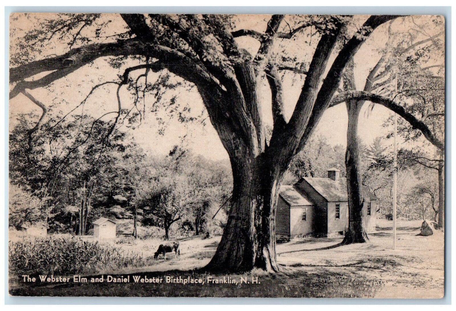 c1940\'s The Webster Elm and Daniel Webster Birthplace Franklin NH Postcard