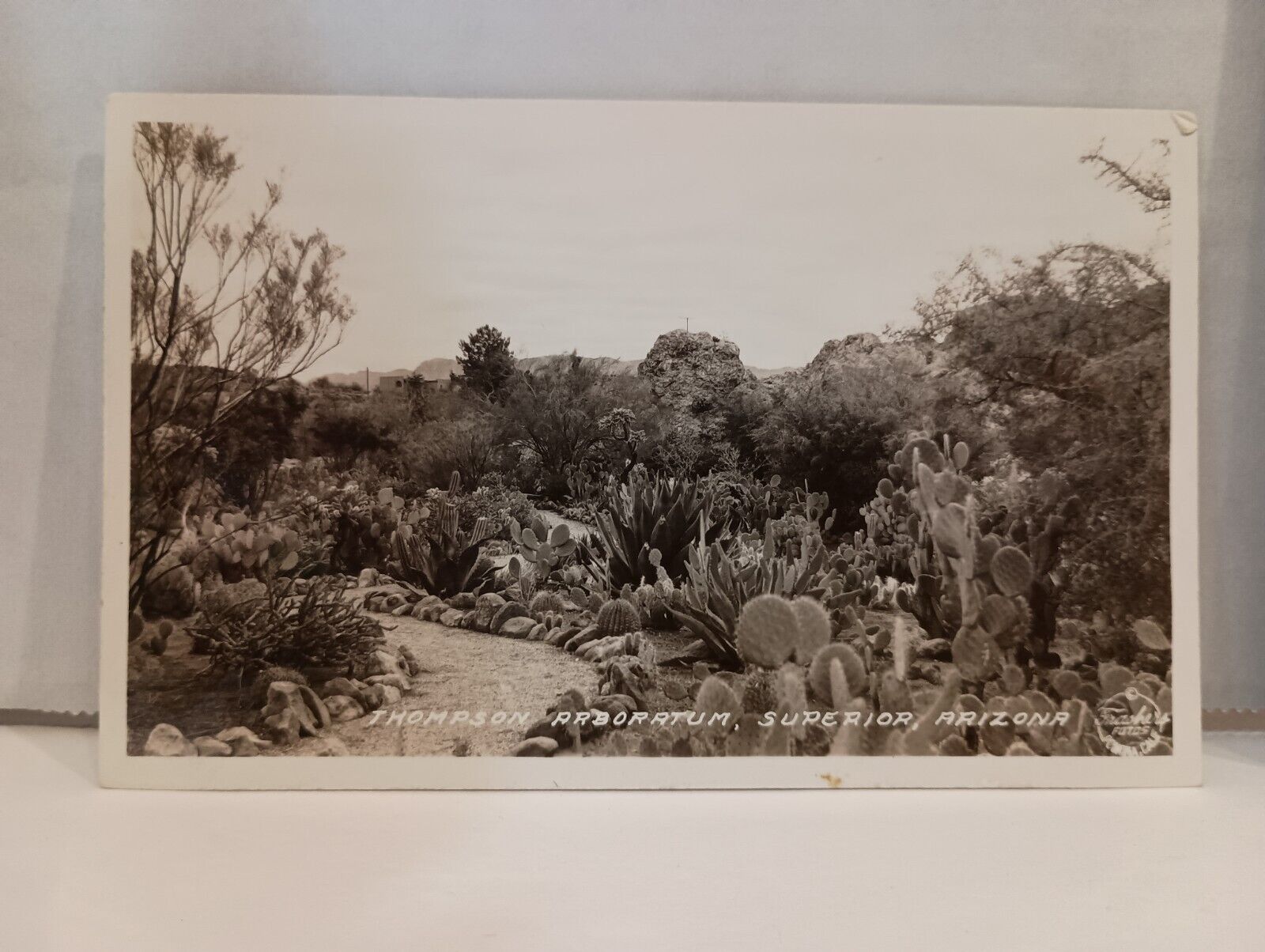 RPPC Photo Postcard Thompson Arboretum, Superior Arizona 3.5