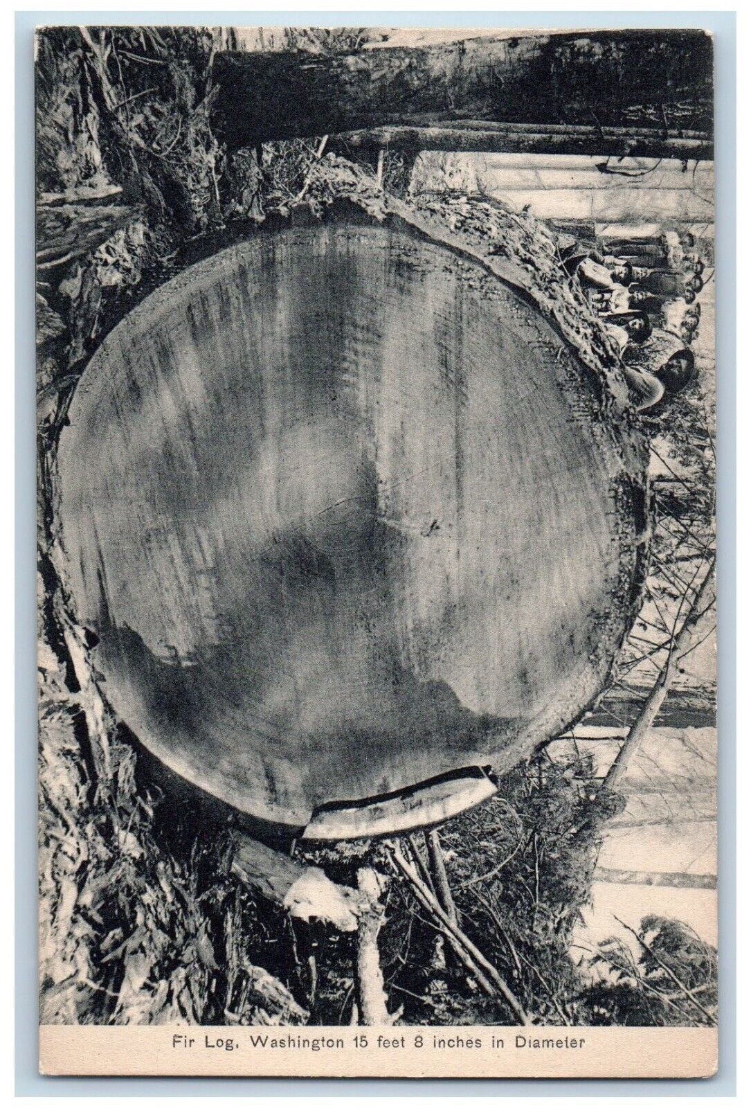 Washington WA Postcard Fir Log Washington 15 Feet 8 Inches Diameter c1910\'s