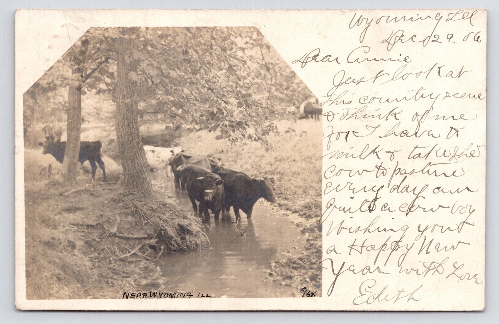 1905~Wyoming Illinois IL~Cows in Creek~Countryside~Antique RPPC Postcard