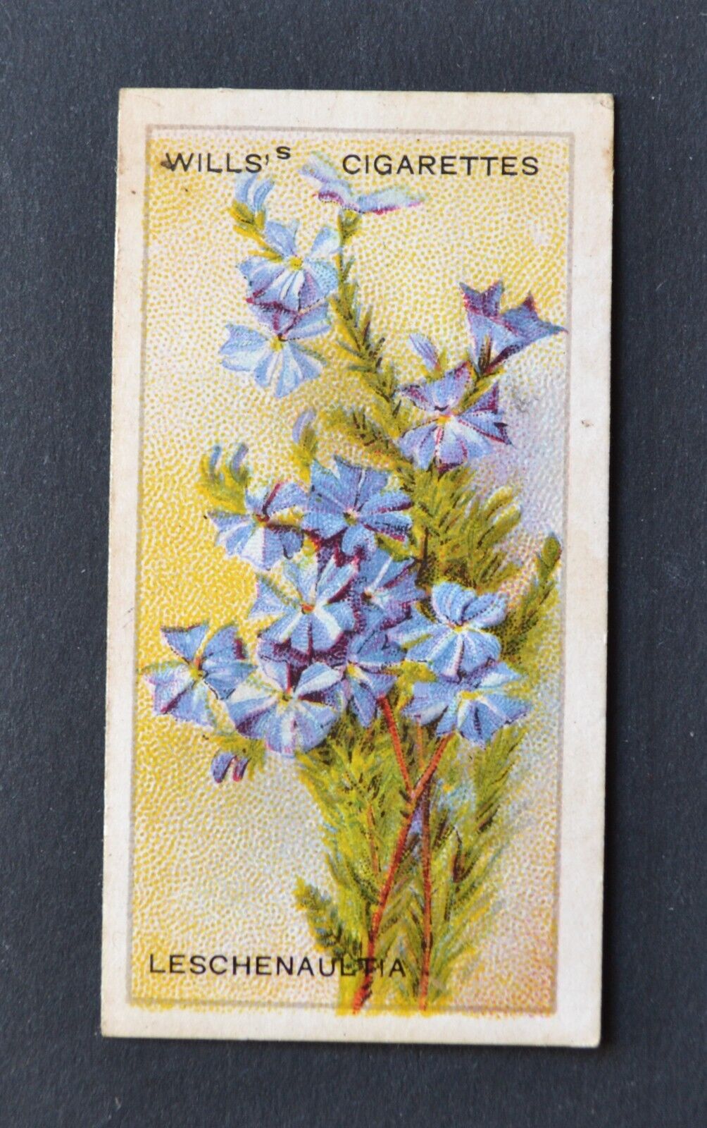 1913 Wills\' Cigarette Card Australian Wildflowers No. 45 Leschenaultia