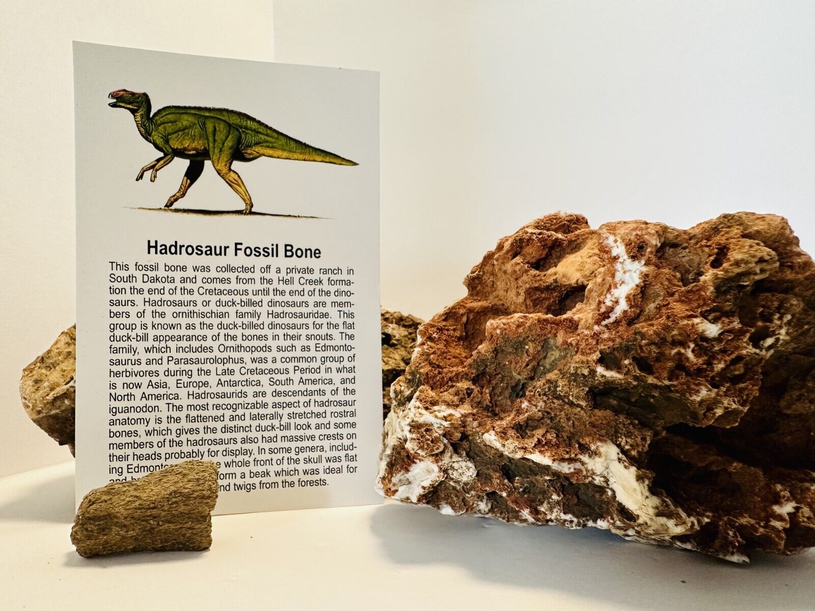 Hadrosaur Fossil Dinosaur Bone Sections, Hell Creek Formation South Dakota, A