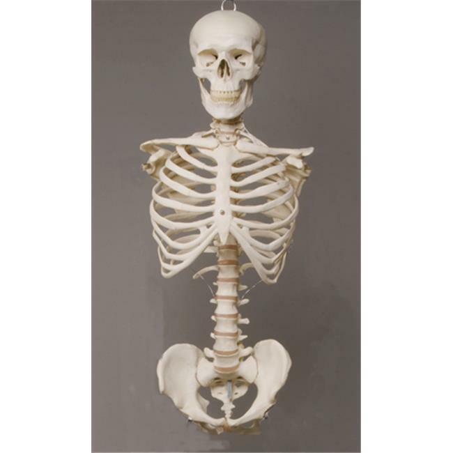 Skeletons and More SM110D Torso with Skull