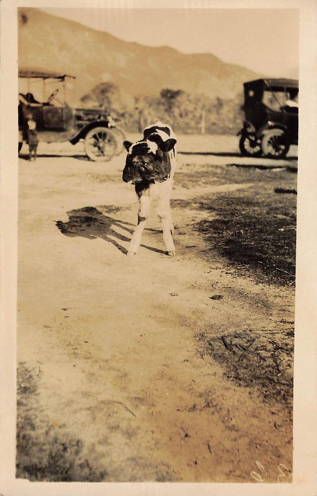 1910s RPPC 2 HEADED COW ALIVE in front of cars Real Photo Postscard Freak RARE