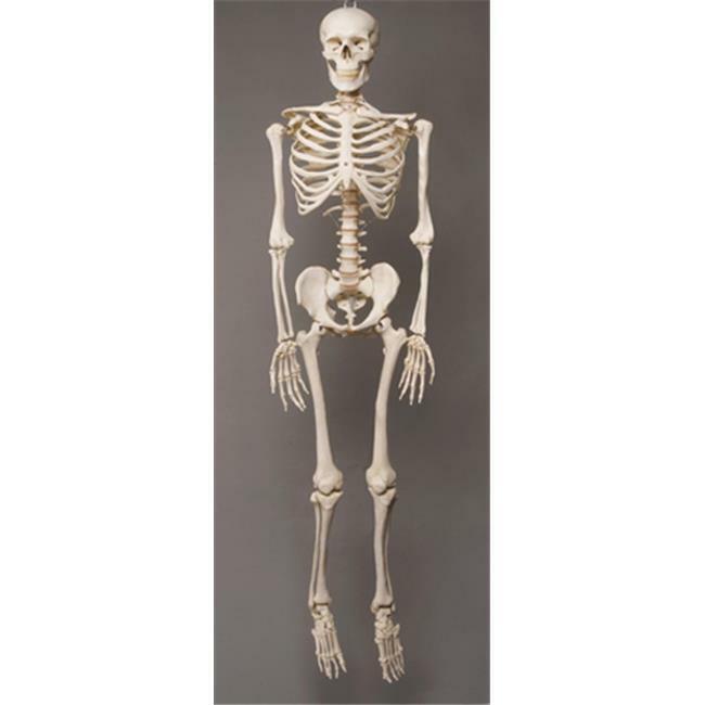 Skeletons and More SM100D 2nd Class Life-Size Harvey in. Skeleton