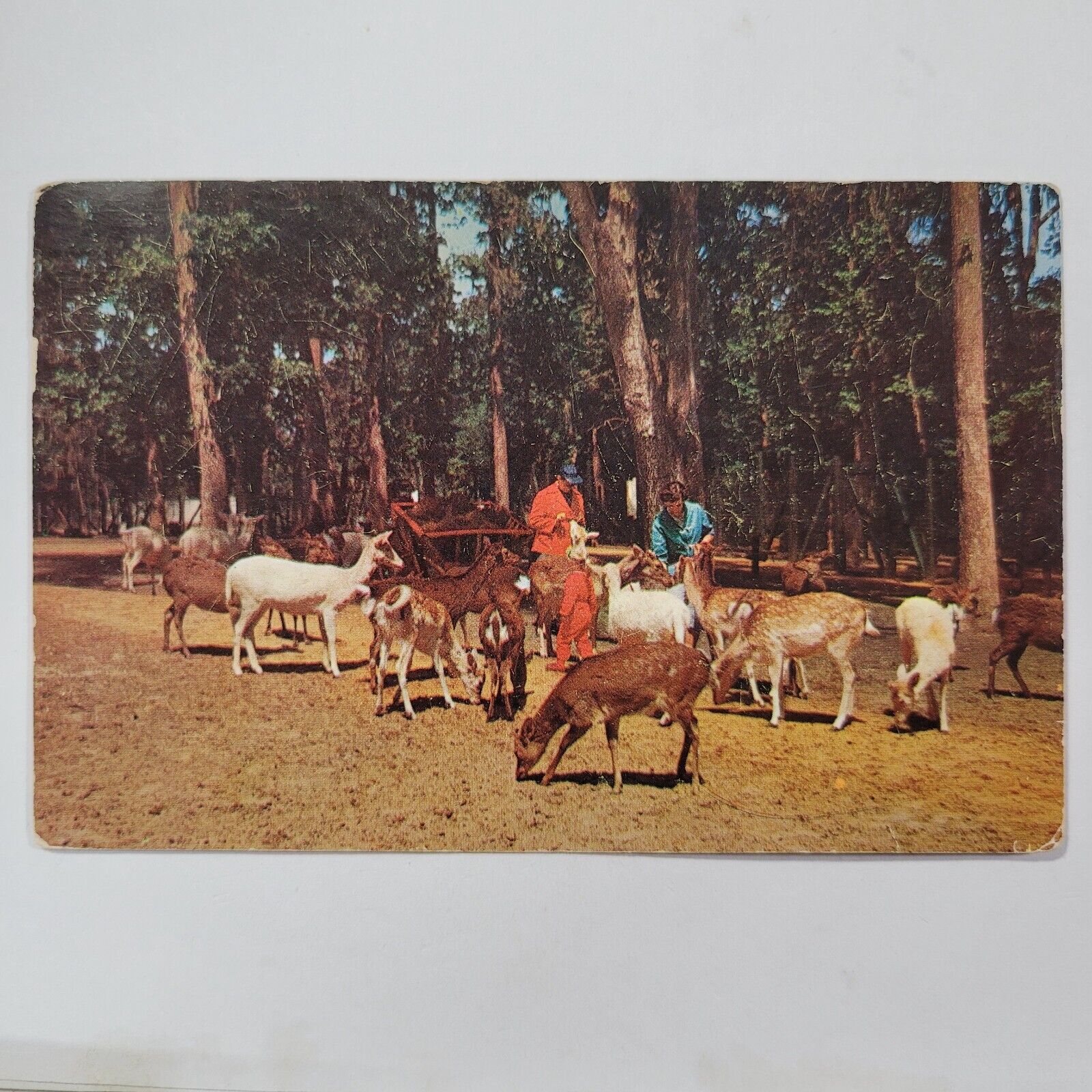 Tommy Bartlett\'s International Deer Ranch Silver Springs Florida VTG Postcard
