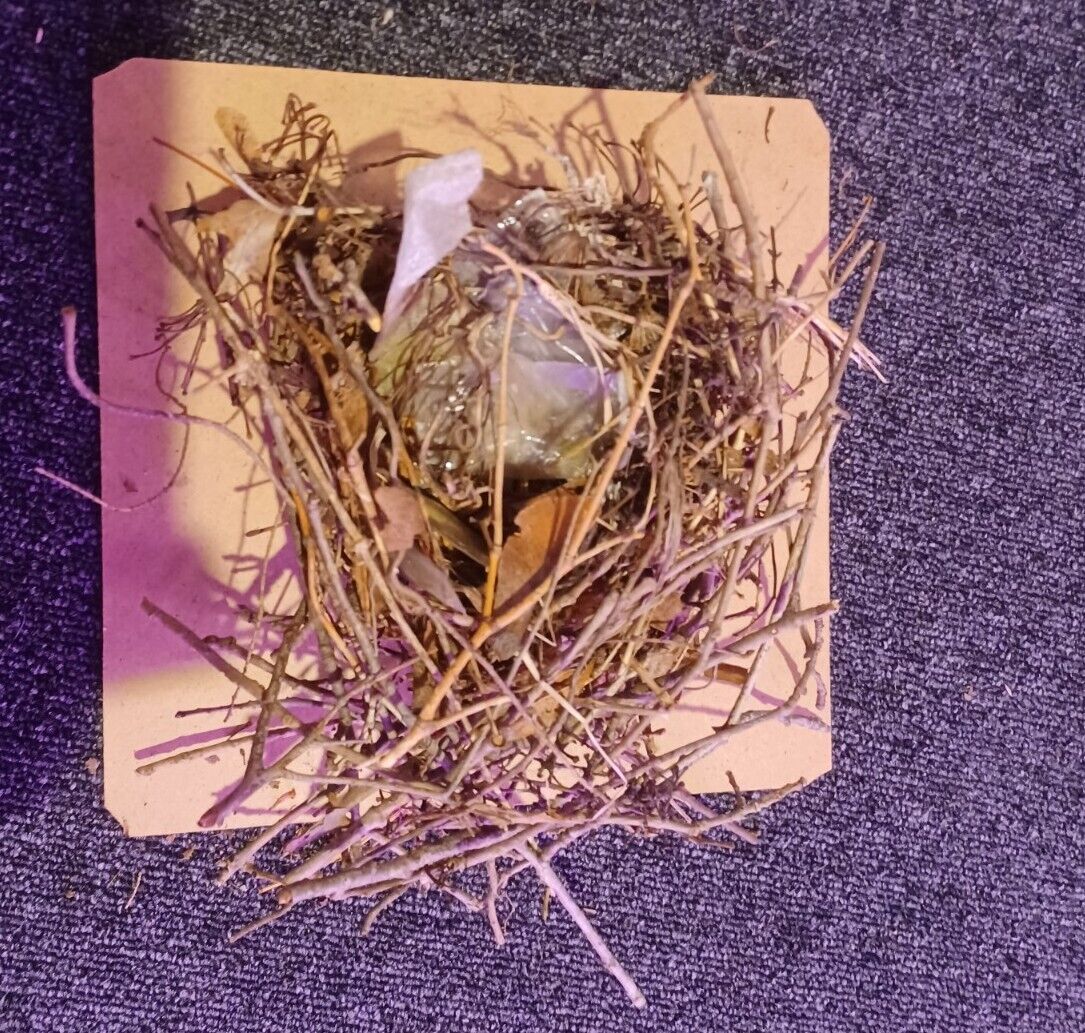 Real Bird’s Nest Taxidermy Diaroma Piece