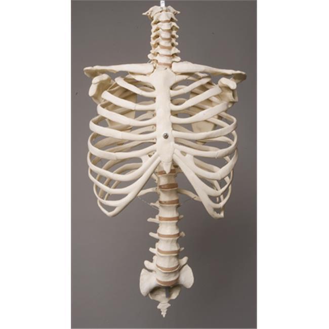 Skeletons and More SM300D Rib Cage & Spine