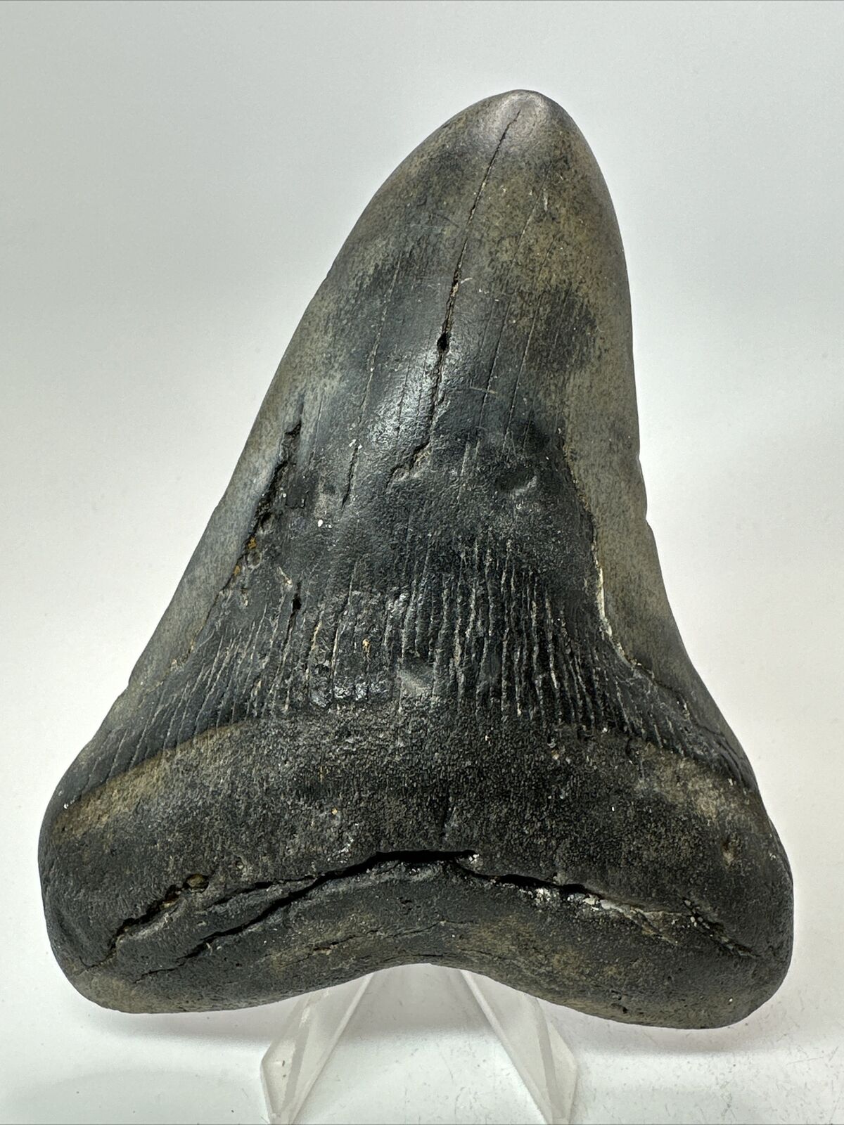 Megalodon Shark Tooth 5.29” Big - Natural Fossil - Authentic 17968