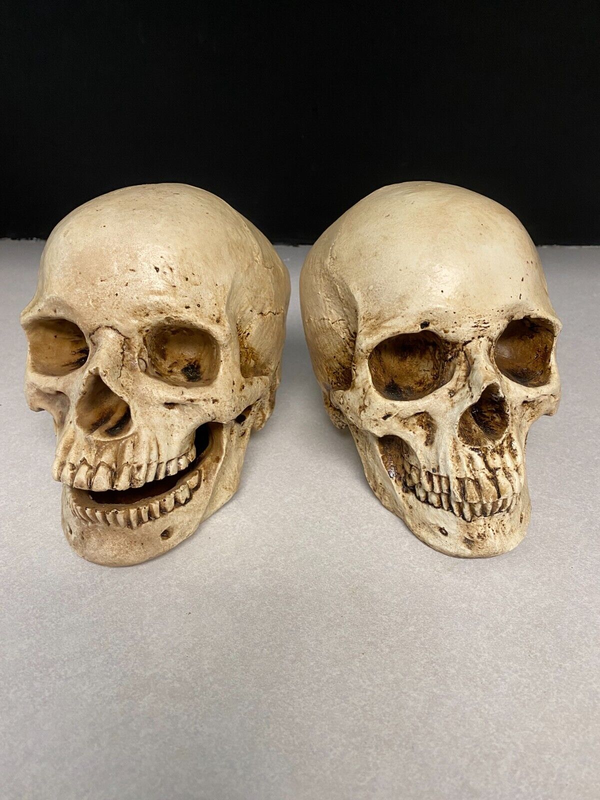 Pair of Human life sized Skull Resin Models