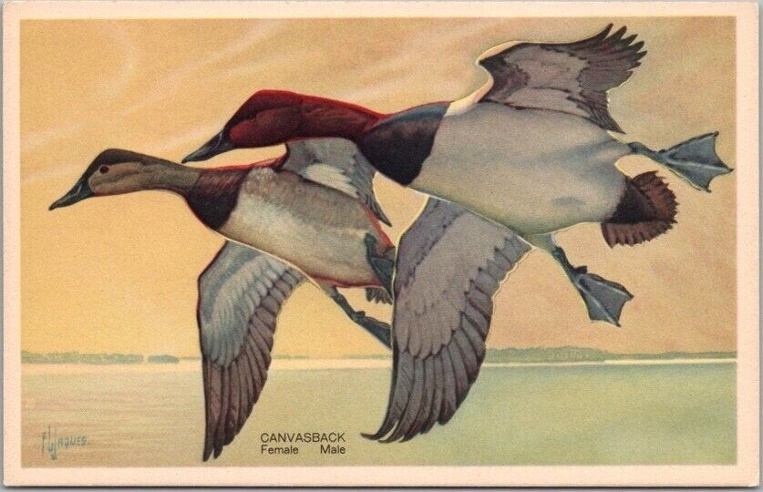 Vintage 1939 National Wildlife Federation Postcard CANVASBACK DUCK No 9 / Unused