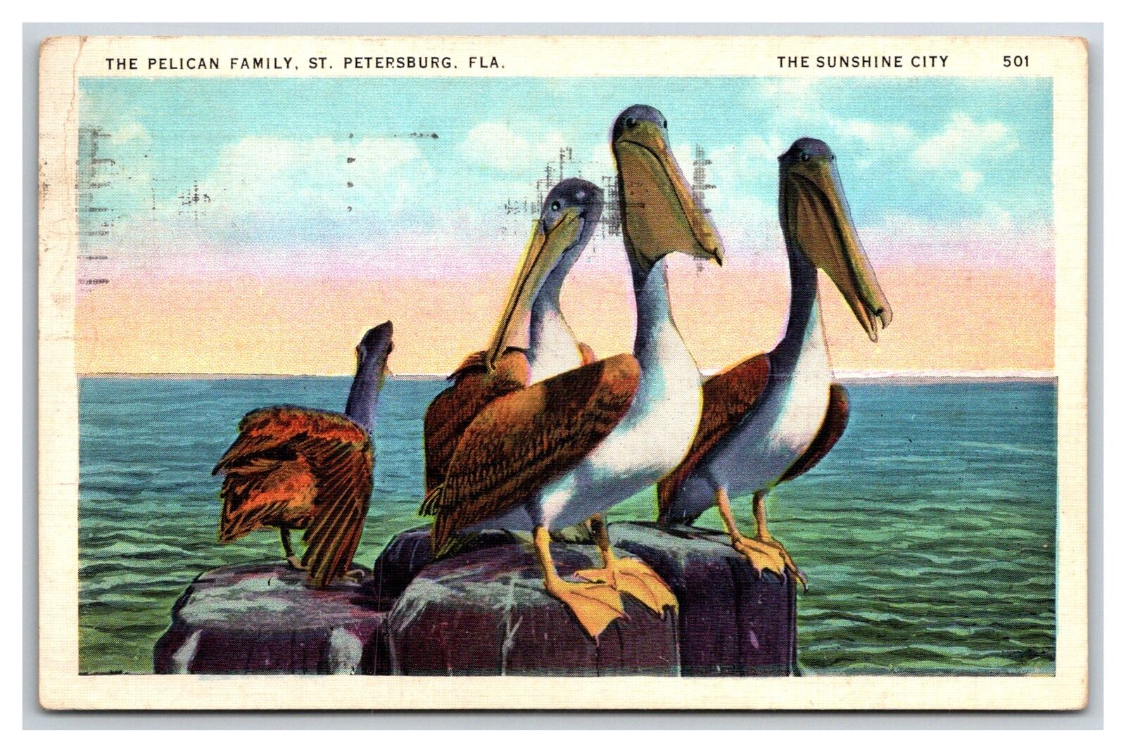 Linen~St Petersburg Florida~Pelican Family