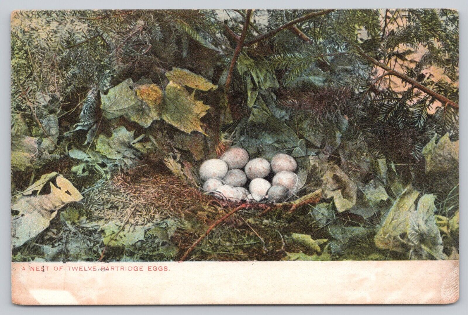 Postcard Nest of Twelve Partridge Eggs UDB c1906