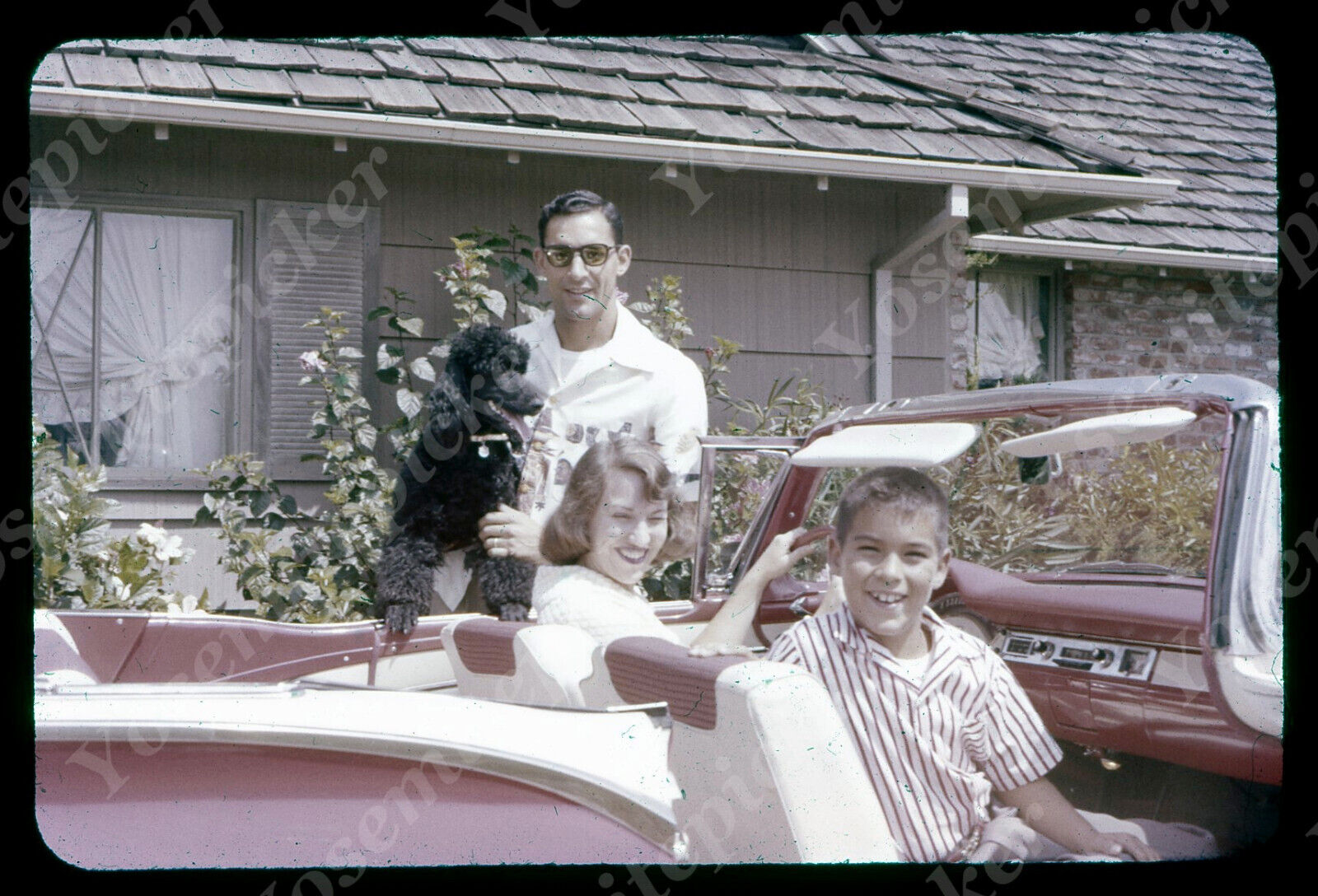 sl64  Original slide 1960\'s  Family in convertible w/ dog poodle 091a