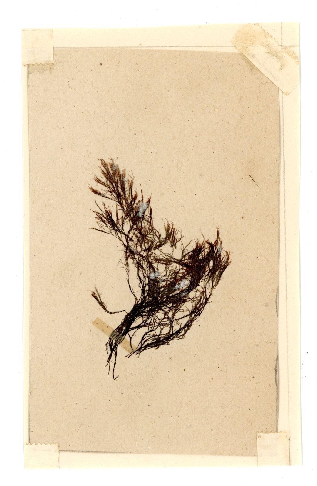 Antique Victorian herbarium seaweed botanical pressed specimen sea history #77
