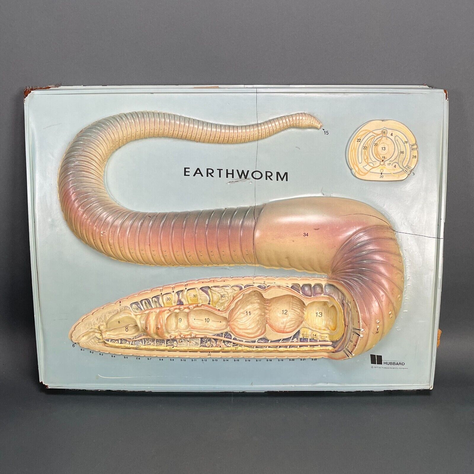 Vintage 1977 Hubbard Scientific 3D Plastic Earthworm Display Anatomy Chart Prop