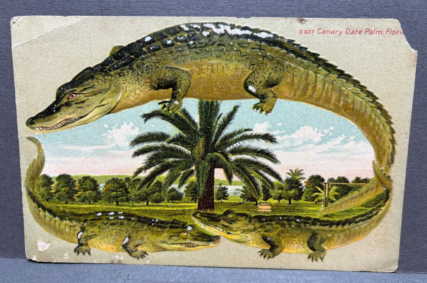 S 627 Florida Canary Date Palm Alligator Border