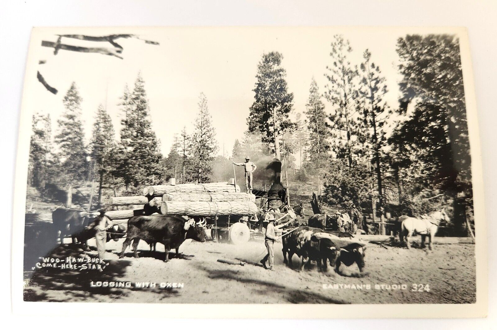 RPPC Logging With Oxen Horses Loggers Eastman's Studio c1950s Repro #324