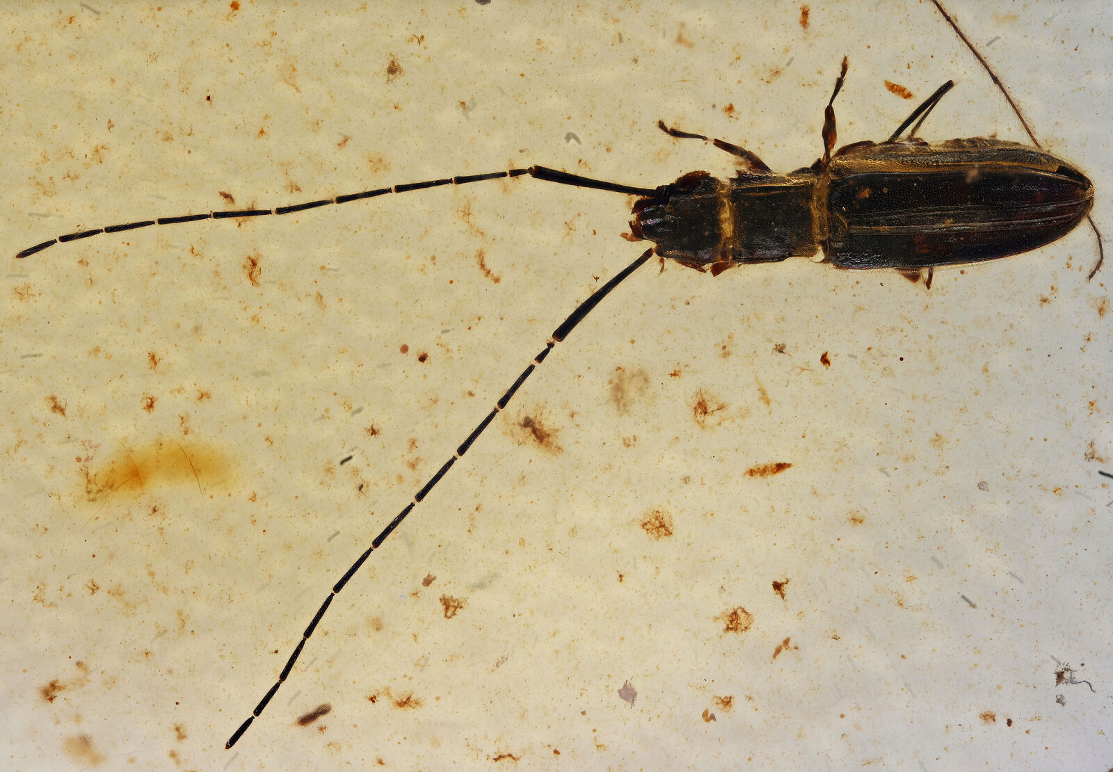 Extremely Rare Silvanidae (Flat Bark Beetle), Fossil inclusion in Burmese Amber