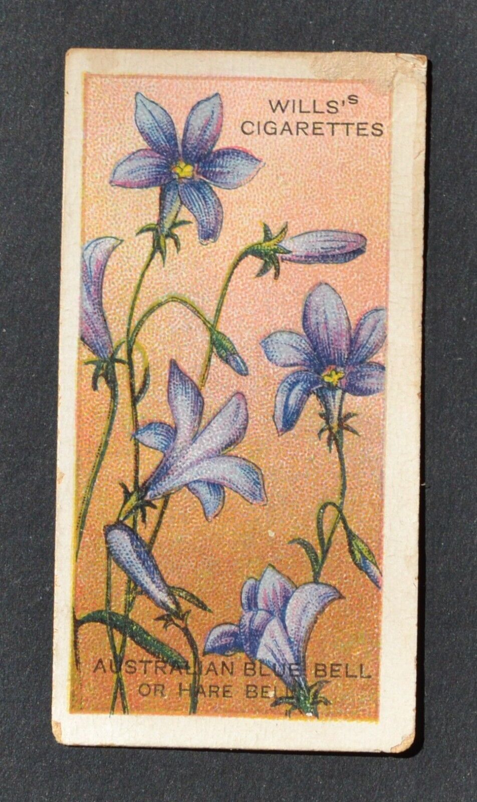 1913 Wills\' Cigarette Card Australian Wildflowers No. 17 Australian Blue Bell