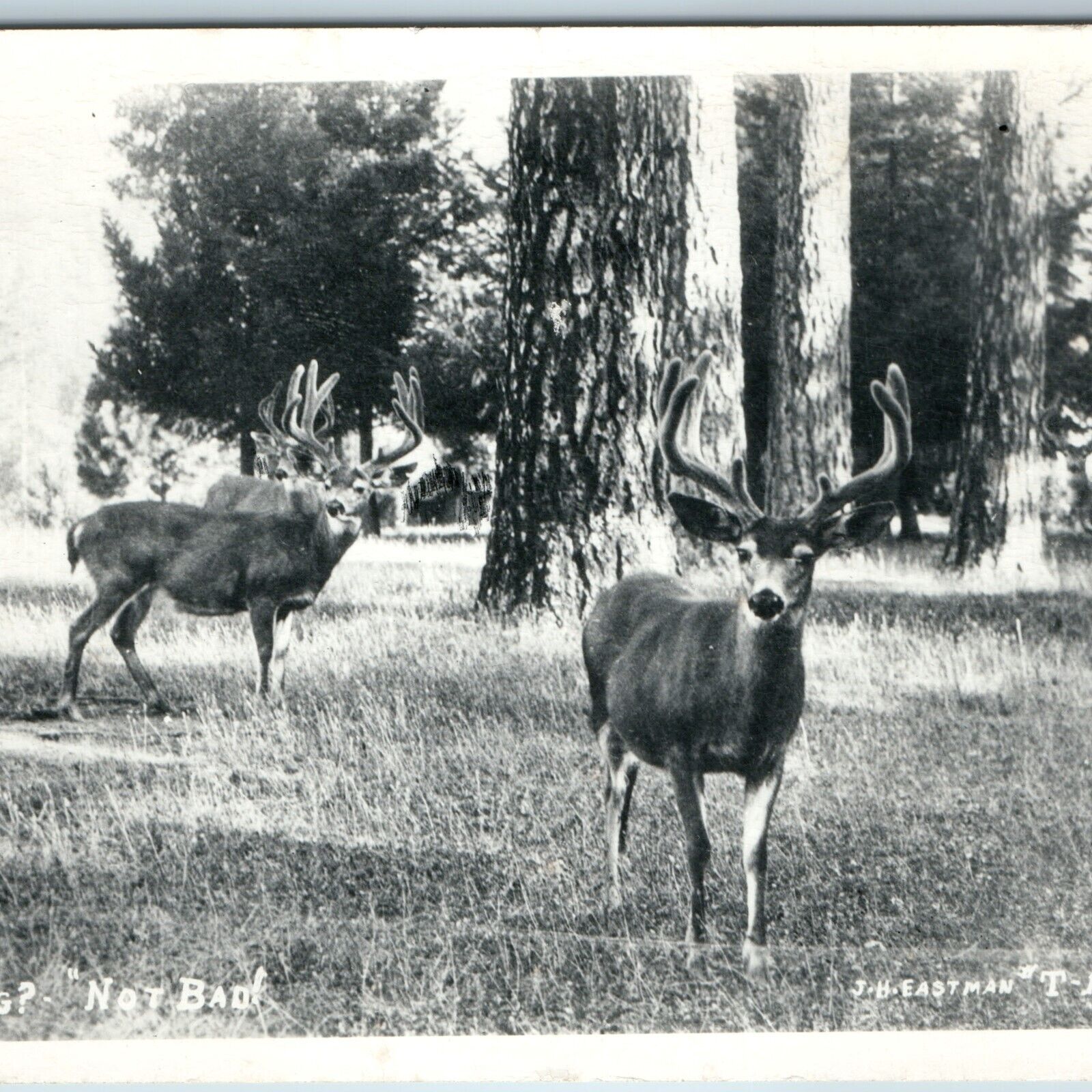 c1940s Cute Little Deer Hunting? \