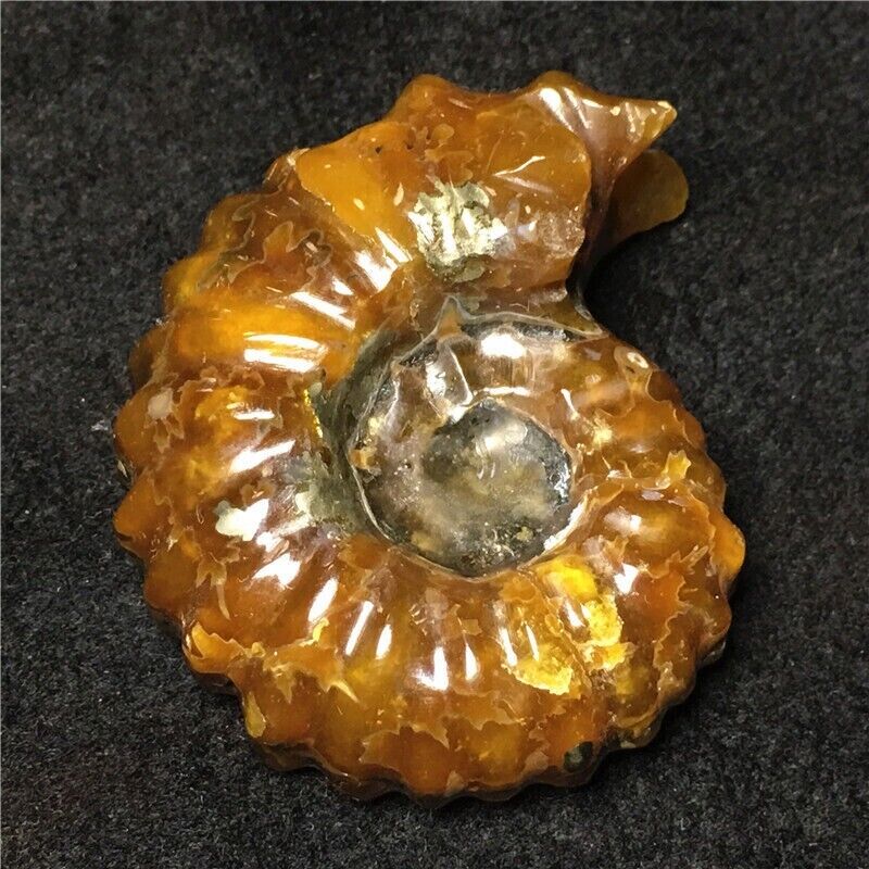 94g NATURAL Polished Goat Horn Fossil Ammonite Douvilleiceras Madagascar #A5